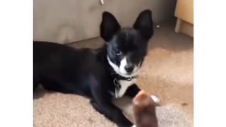 funny dogs compilation #cute #funny
