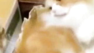 Playing Fight Cat Wew