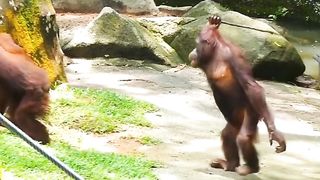Funny Monkey Viral Video 110