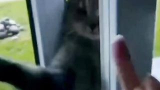 funny cats and dogs  compilation