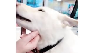 dogs compilation 2