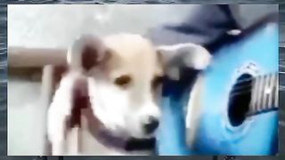 Funny video of a dog singing