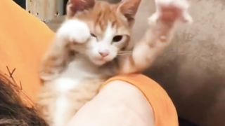 gemoycat#funnicat#kucinglucu