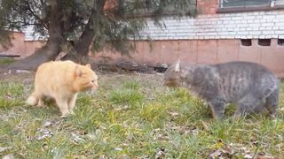 A Fighting Cat Ever