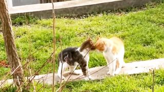 FUNNY Cat 2