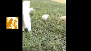 Cute and Funny kitten