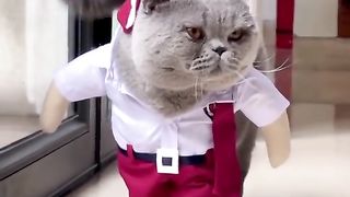 Cat school