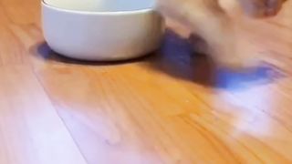 Orange Kitten was given food, thinking it was cat litter