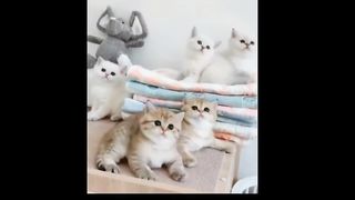 a very Cute Kitten