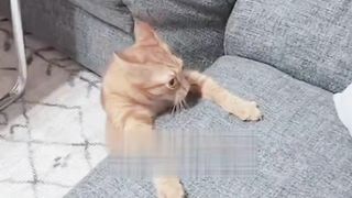 When the Orange Cat Powers up