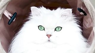 cute beautiful cat 2
