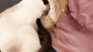 cute beautiful cat