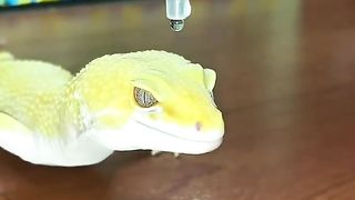 Cet Animal a une Capacité Unique au Monde... ????