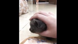 Nice an Funny kitten