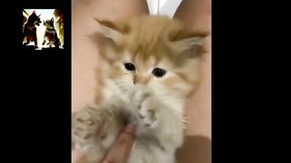 Hiiii The Kitten is Cute