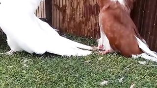 Nakab posh beautiful breedar pair pigeon