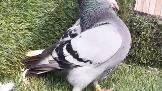 Mukhi spring nack beautiful breeder pair