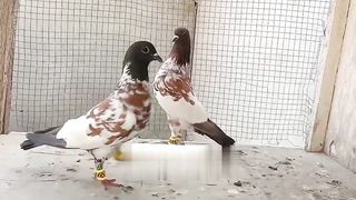 Tamra lakha beautiful breeder pair