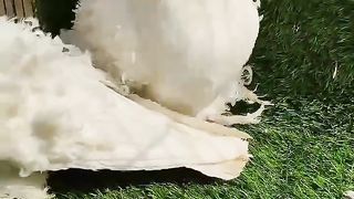 Sadal feril pigeon beautiful breeder pair