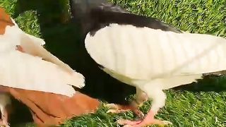 Danish breadar pair pigeon beautiful