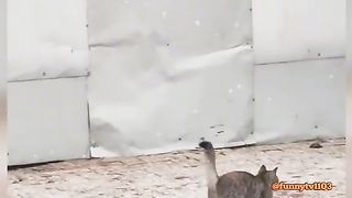 Cat Traveling in the Snow