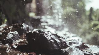 "Wild Harmony"