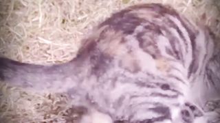 Another Cat Fight