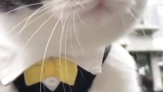 cats cute funny