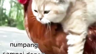 Yam Oyen Nebeng yah wkwkwkkw