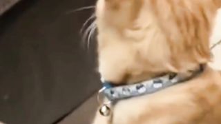 Orange Cat Smells a Rotten Smell