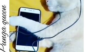 Just funny cat