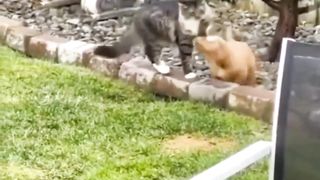 Cats and Dogs Behaving Like Tom and Jerry