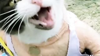 Short Funny Cat Videos