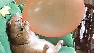 Cats Being Cats #funnycats #laughoutloud