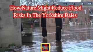 How nature might reduce flood risks in the Yorkshire Dales