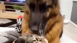 Striped Cat are friends with Dog