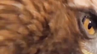 Eagle Attack Fox In The Wild