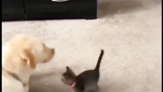 Kitten Friendship with Dog
