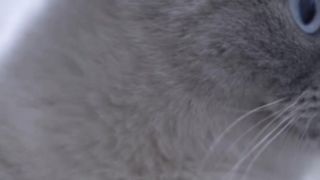 The Battle of Cat. Make Video Convert from Text With AI