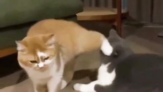 Orange Cat just cause chaos