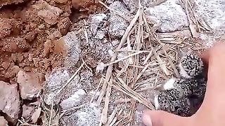 A farmer was out plowing his field when he stumbled upon a bird's nest #truestory #animals.
