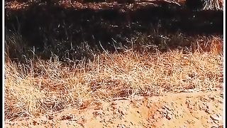 #animals #lovers #documentary #nature #viraltiktokteam_500k #fouryou