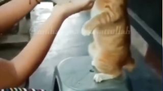 Catt funny