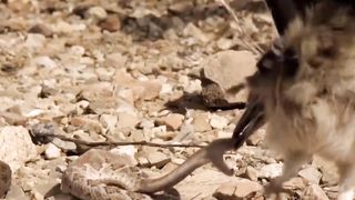 Rattlesnake Fight With Roadrunner Bird