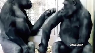 Funny Monkey Viral Video 111