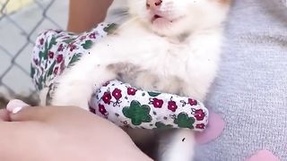 Animaux 7