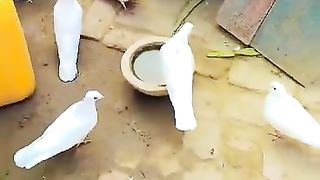 Pigeon Waking in the village