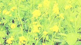 Zabar dasit video sung 30