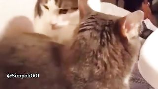 Funny Cat Viral Video 98