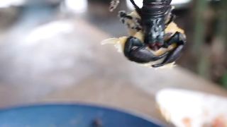 Viens voir comment ces gens mange le scorpion